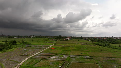 Emerald-colored-rice-plants-sway-gently-in-breeze,-thunderstorm-approaches