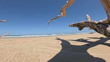 seagull approaches and lands on beach driftwood