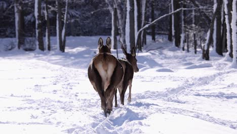 Hembra-De-Alce-Caminando-Por-Un-Camino-Nevado-Hacia-El-Bosque-Slomo