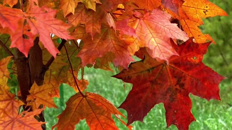 Einige-Braune-Und-Trockene-Baumblätter-Hängen-An-Ihrem-Ast-Und-Warten-Auf-Die-Herbstsaison