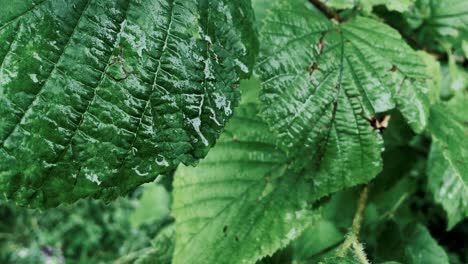 raindrops on the green leaves of a young deciduous tree, close-up. natural forest pattern, texture, background, graphic resources. ecology, environment, ecosystem, botany, gardening, seasons, summer