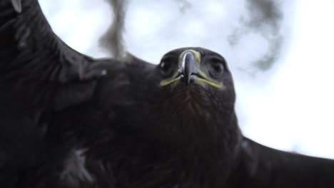 águila,-Halcón-De-Cerca-En-La-Cara-Con-Alas-Anchas-Y-Plumas-En-Cámara-Lenta-Comenzando-A-Volar