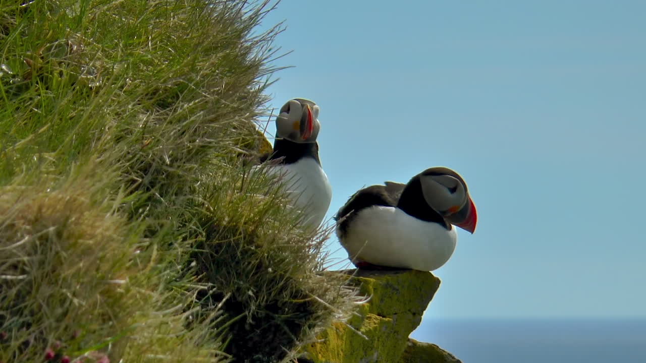 papagayo atlántico - ave marina con su hogar en hermosos acantilados verdes en latrabjarg promontorio sobre el océano atlántico en los fiordos occidentales de islandia - el punto más occidental de islandia