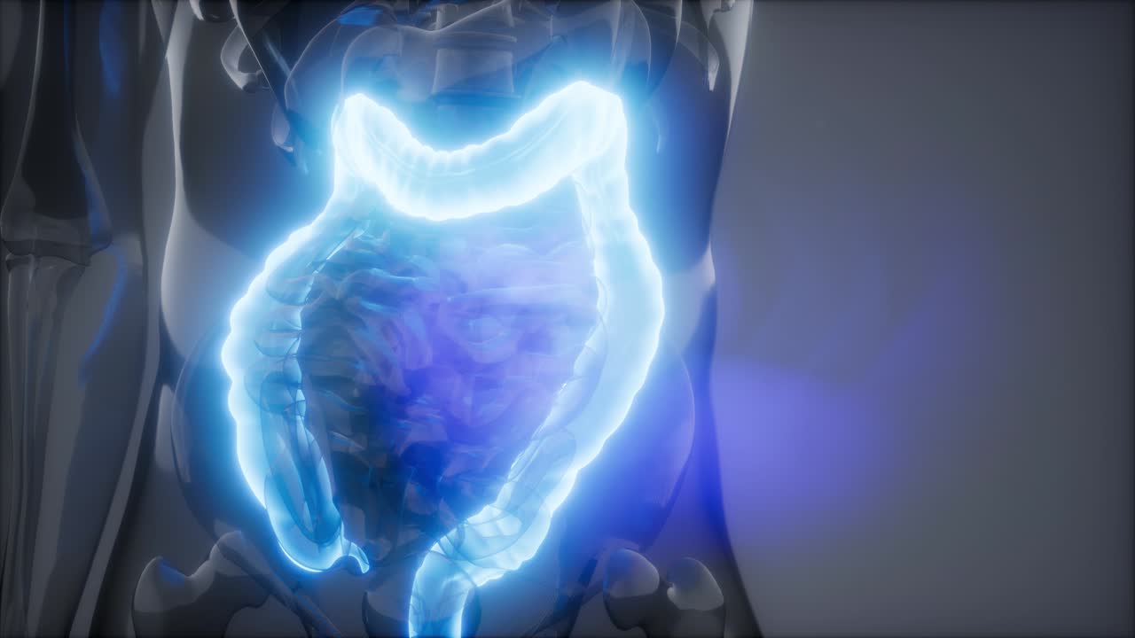 Human Colon Radiology Exam