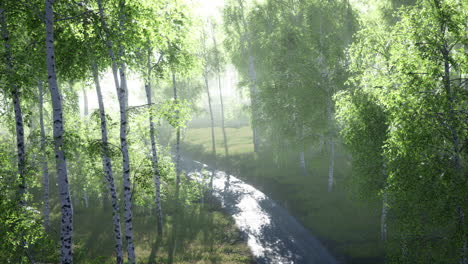 dirty-road-through-summer-forest