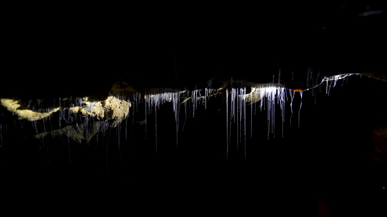 Turister passerer gjennom glødeormens silkefilamenter inne i Waitomo-grotten i New Zealand