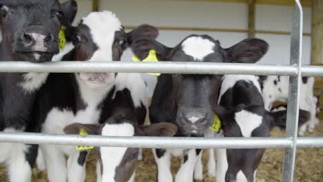 a group of curious calves inspect the camera