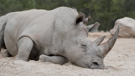 Breitmaulnashorn-Ruht-Im-Sand,-Big-Horn,-Vom-Aussterben-Bedrohte-Arten