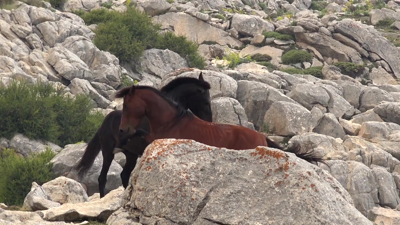 Due cavalli selvaggi in un paesaggio montano roccioso