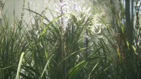 Grass-flower-field-with-soft-sunlight-for-background.