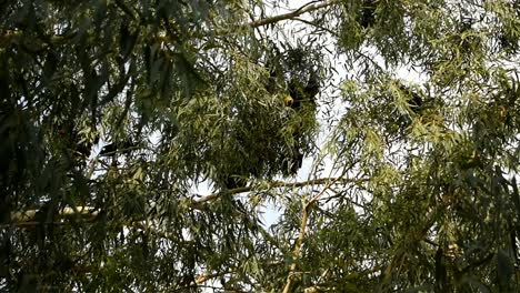 murciélagos colgando de un árbol en el momento de la puesta de sol cerca de un lago