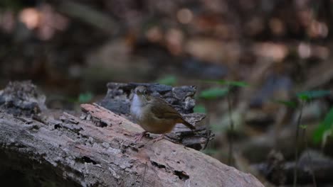 facing to the left then turns its head towards the camera while perched on a log, abbott's babbler malacocincla abbotti