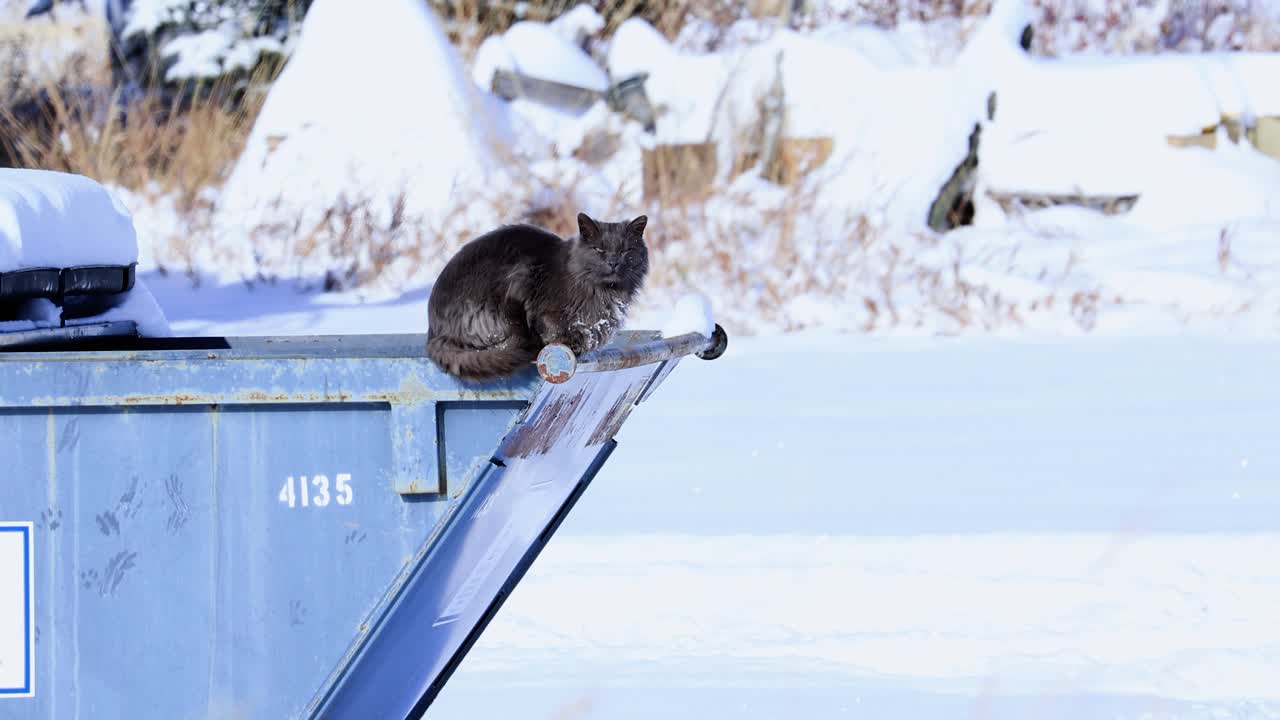 gato perdido en un contenedor de basura en bozeman montana frío en la nieve 4k
