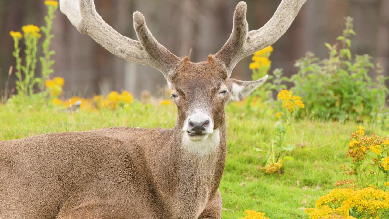 Large red deer stag with antlers resting in wildflower meadow, soft daylight, static camera