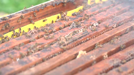 bees in apiculture farm with steam