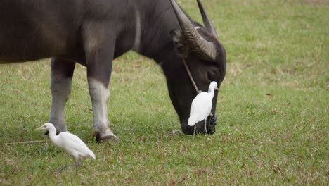 medium shot of one water buffalo and two egrets in a field during the day in the nature