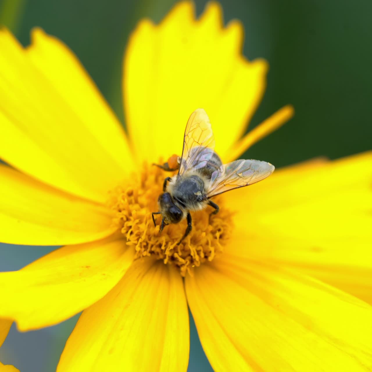 Nice summer flowers. Coreopsis. Bee on yellow flower, close up