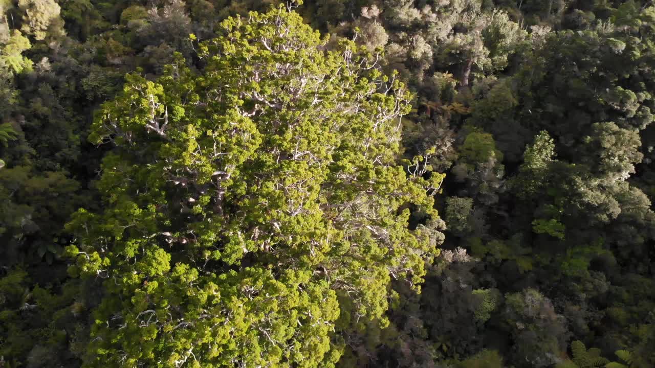 medium shot focused on the tip of the Square Kauri tree, revealing the whole forest