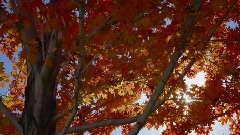 Sun-Shining-Though-The-Red,-Orange-Leaves-Of-Maple-Tree-During-Autumn