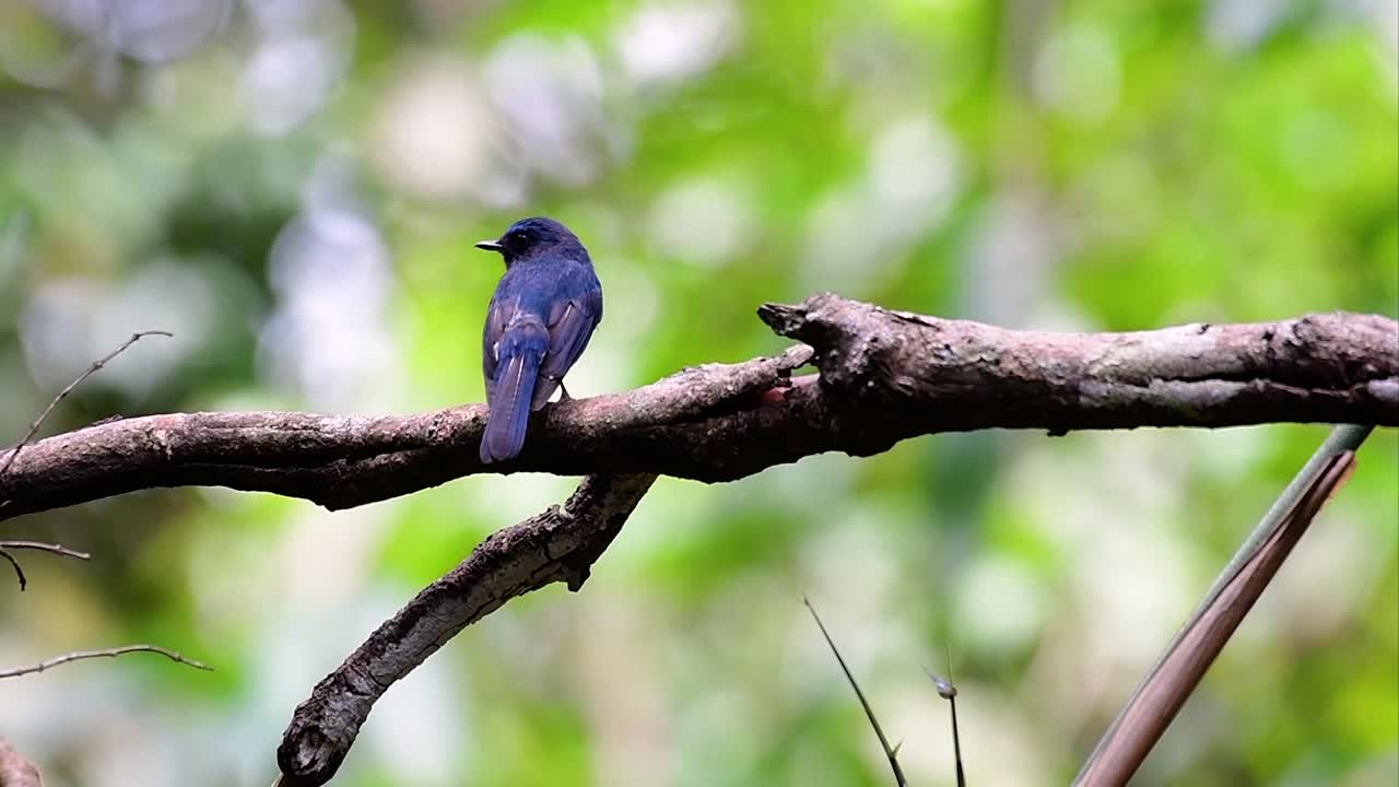 언덕 푸른 딱새는 고지대 서식지에서 발견되며 수컷의 경우 깃털이 파란색이고 가슴이 주황색이며 암컷은 옅은 계피 갈색이며 가슴이 주황색으로 전환되었습니다.