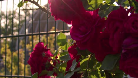 red ivy roses near a religious dome