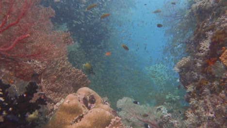 Schwimmen-Durch-Ein-Farbenfrohes-Korallental-Und-Am-Ende-Der-Aufnahme-Sind-Taucher-Zu-Sehen