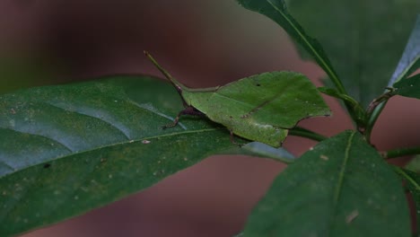 leaf-mimic grasshopper, trigonopterygidae, thailand