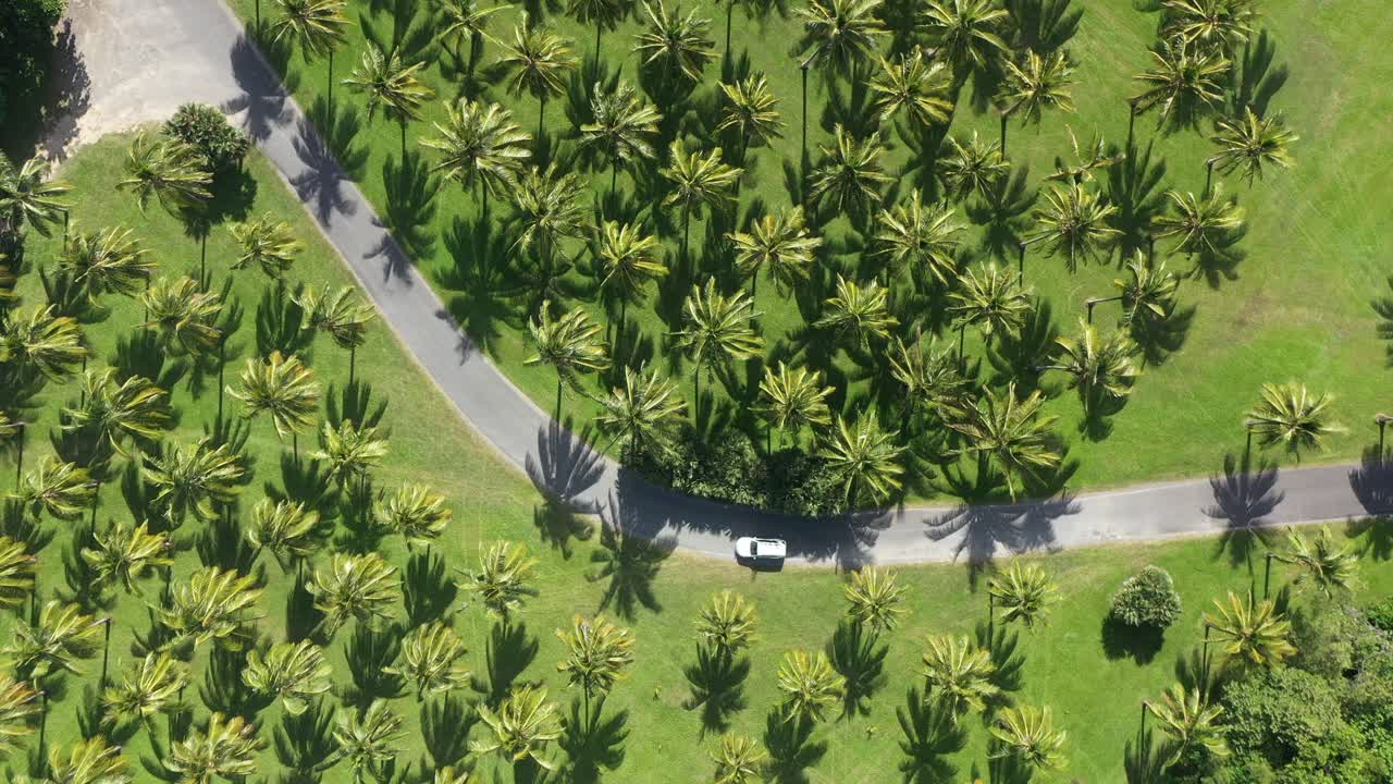 완벽한 휴가를 보내기 위해 이국적인 위치에 있는 아름다운 코코넛 나무 농장을 통해 운전하는 자동차의 공중