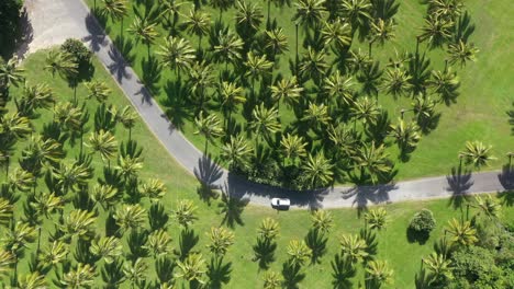 Aerial-of-a-car-driving-through-a-beautiful-plantation-of-coconut-trees-in-an-exotic-location-for-a-perfect-holiday-time