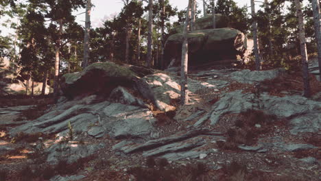 rocky terrain bordered by trees in the early afternoon light