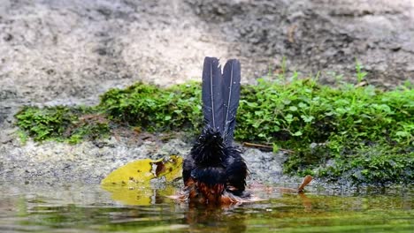 在熱的日子中在森林裡洗澡的白<unk>沙瑪 (copsychus malabaricus),在慢動作中