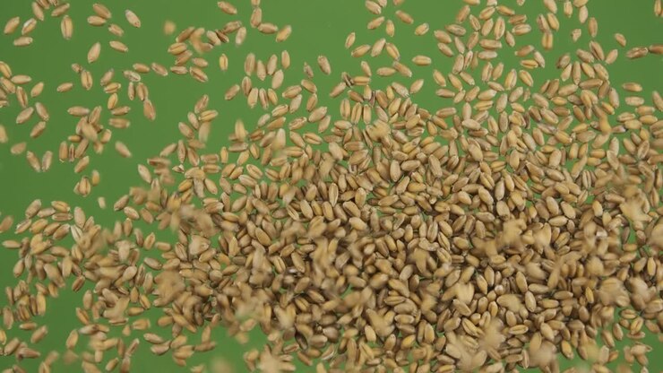 Top view of falling down wheat grains. The seeds fall and fill the green screen. Grain background