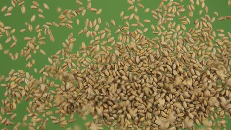 top view of falling down wheat grains. the seeds fall and fill the green screen. grain background