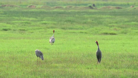 Eastern-Sarus-Crane,-Antigone-antigone-sharpii