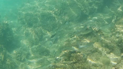 Golden-Grey-Mullets-in-the-Mediterranean