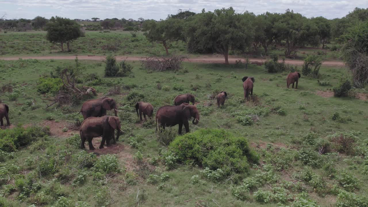 imágenes de aviones no tripulados de elefantes del parque nacional tsavo east en kenia