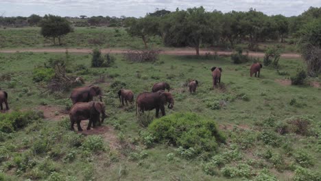 Drone-stock-footage-of-Elephants-of-Tsavo-East-National-park-in-Kenya