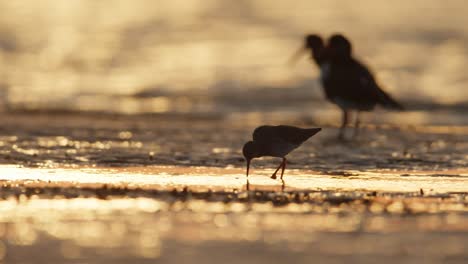 sunrise shorebirds