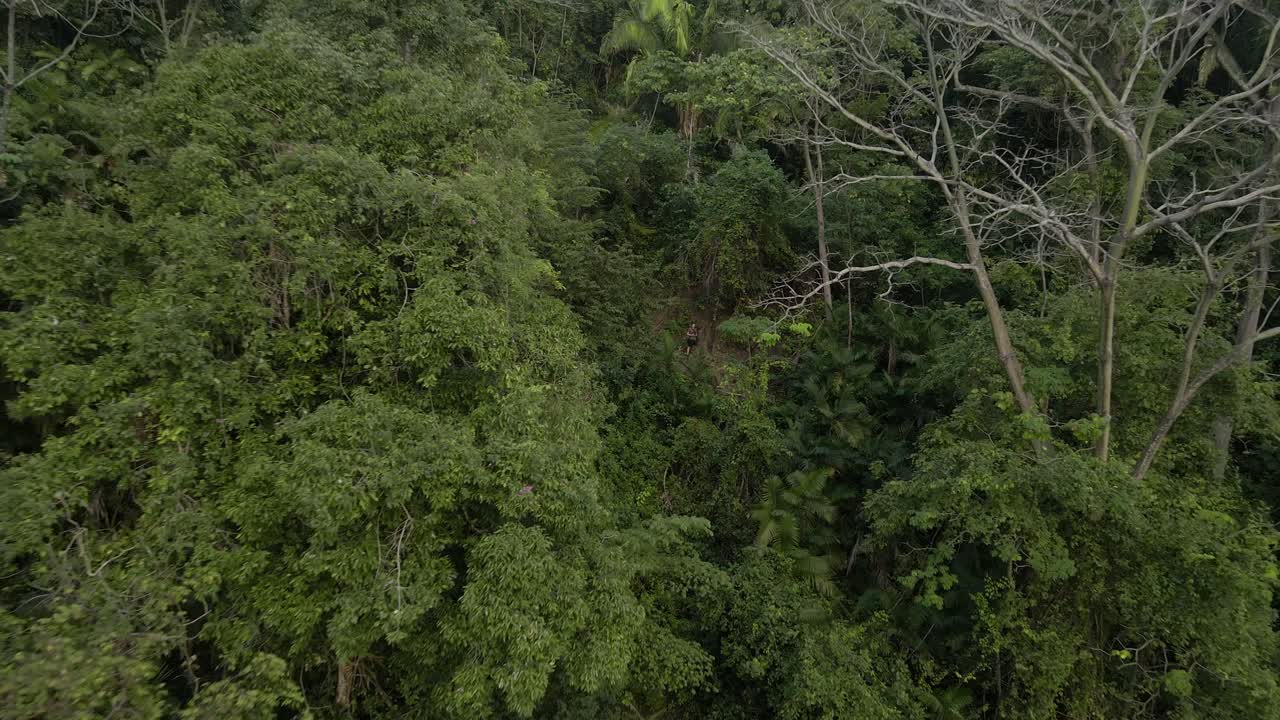 drone saliendo de la espesa selva tropical costera de costa rica con tempo rápido