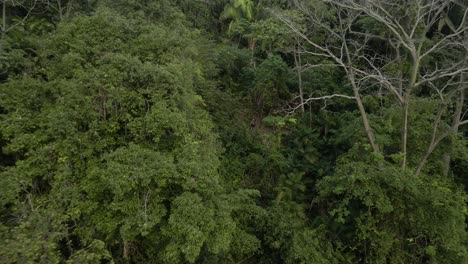 Drone-leaving-the-thick-costal-rainforest-of-Costa-Rica-with-fast-tempo