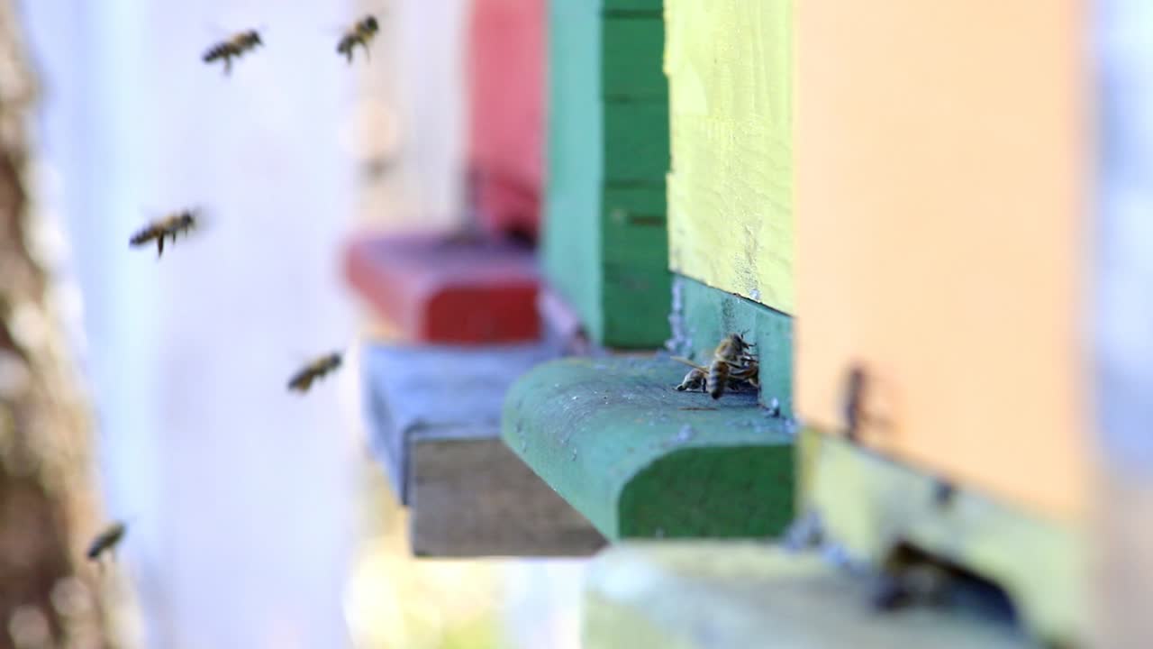 벌집에서 벌들이 날아다닌다