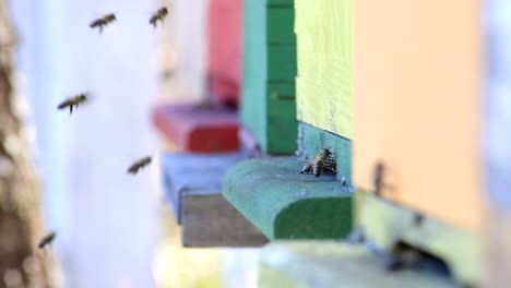 las abejas entran y salen de la colmena.