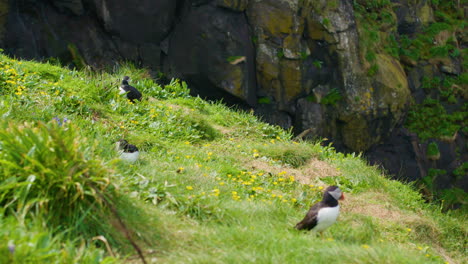 atlantic puffin flying and crash landing on green cliff on sunny day - slomo
