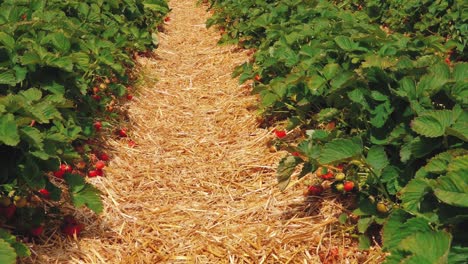 strawberry field straw mat