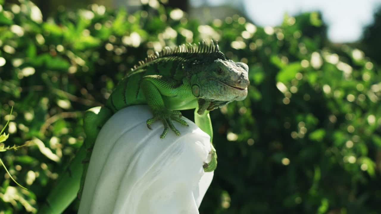 la iguana descansa en la estatua de maría 3