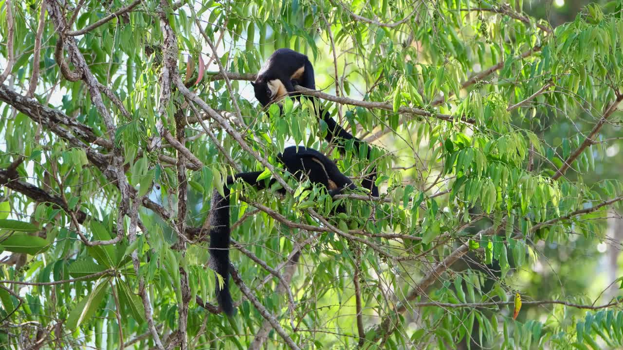 ardilla gigante negra, ratufa bicolor, uno en la parte superior ocupado comiendo frutas mientras que el otro abajo también trabaja duro para alcanzar algunas frutas también, parque nacional khao yai, tailandia