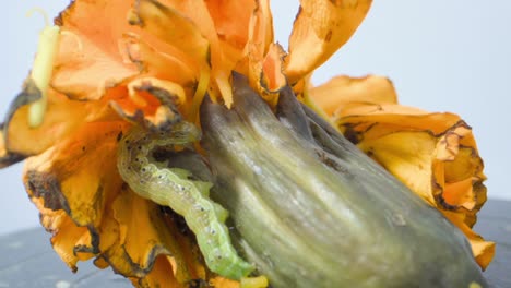 Caterpillar-searching-food-on-dirty-Marigold