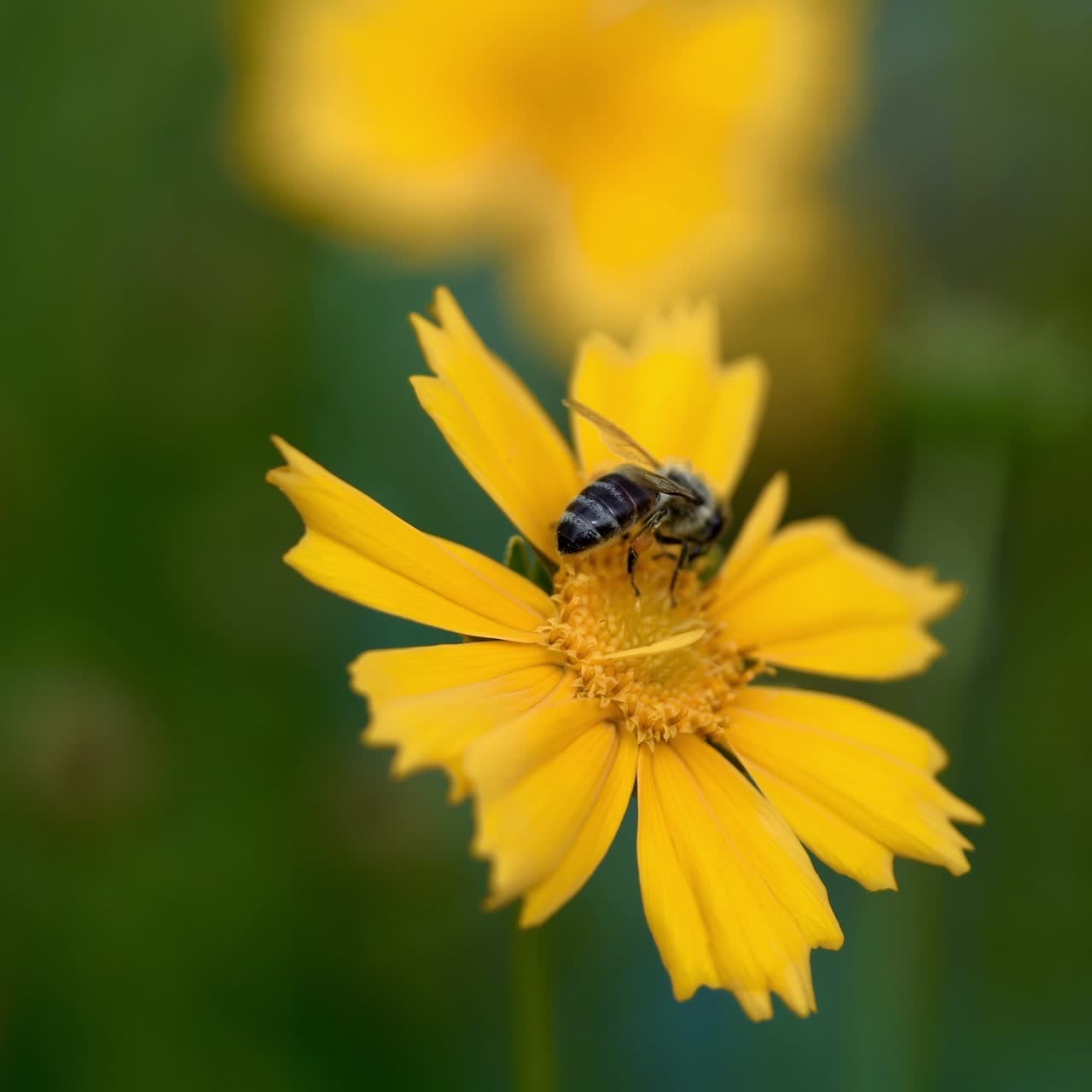 Coreopsis. Honey bee collecting pollen on a bright yellow flower.