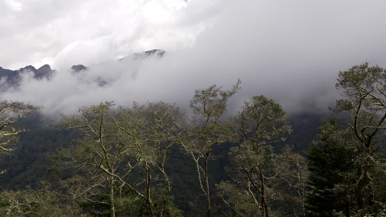 High Andean cloud forest in Cocora Valley Colombia misty weather landscape