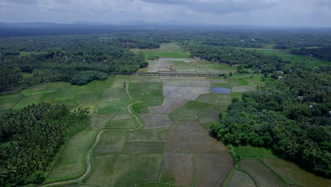 Das-Schönste-Dorf-Indiens,-Luftaufnahme-Von-Reisfeldern,-Ein-Grenzdorf-In-Palakkad,-Kollengode,-Berühmt-Für-Seine-Wunderschöne,-Weite-Strecke-Von-Reisfeldern